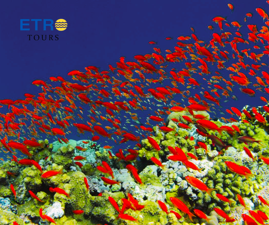 Elphinstone Reef