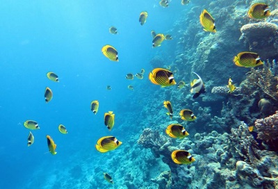 Sharm El Sheikh Shore Excursions